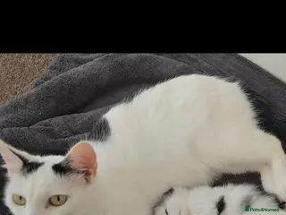 Mixed Breed cats 1 Adorable 9-Week-Old Kitten for Sale - Advert 5