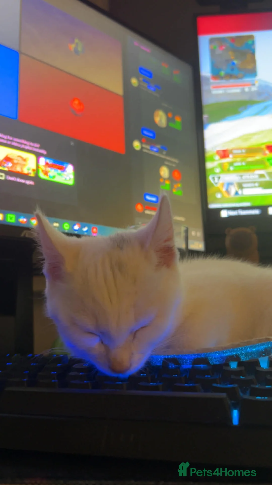 Mixed Breed cats for sale: Female Kitten - Advert 2