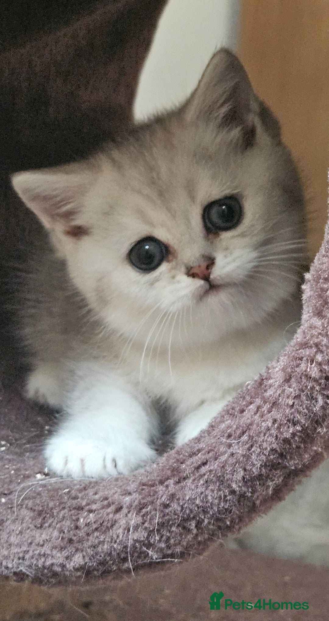 British Shorthair cats for sale: British Shorthair Kittens. Stunning 🩶 Silver - Image 9