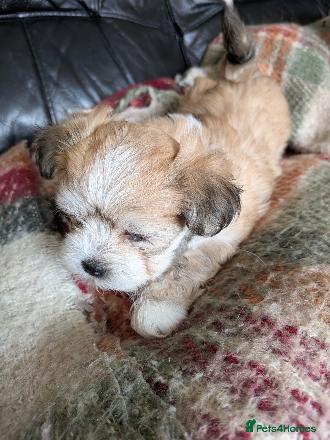 Mixed Breed dogs for sale: Lhasa Apso puppies in Kent - Image 34