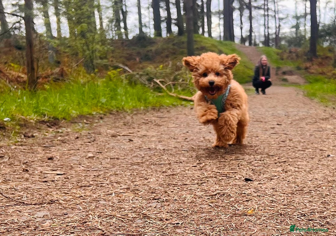Toy Poodle dogs for stud: Toy Poodle Boy Looking for a Date – Scotland - Advert 3