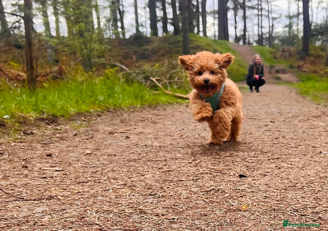Toy Poodle dogs for stud: Toy Poodle Boy Looking for a Date – Scotland - Advert 3