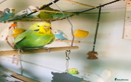 Budgerigars birds for sale: Budgies for sale  - Image 4