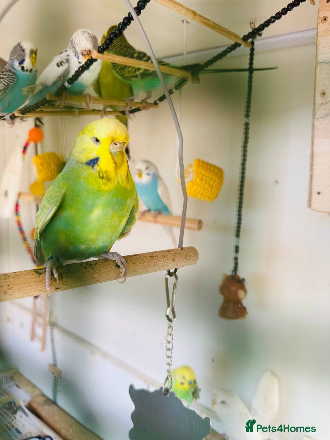 Budgerigars birds for sale: Budgies for sale  - Image 4