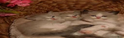 Ragdoll cats for sale: Bicolor/Lynx Ragdoll Kittens - TICA Registered  - Advert 1
