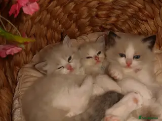 Ragdoll cats Bicolor/Lynx Ragdoll Kittens - TICA Registered - Advert 9