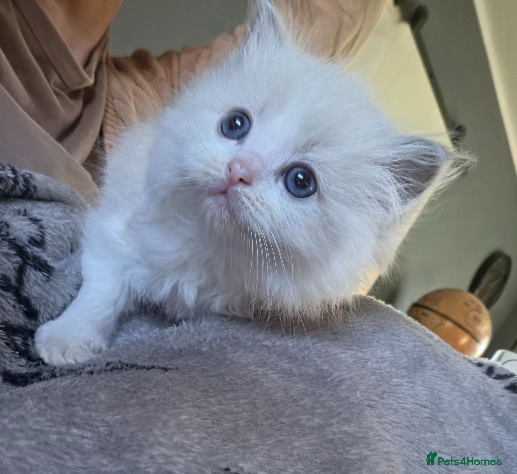 Ragdoll cats Ragdoll Kittens 😸 ♥️ - Advert 4