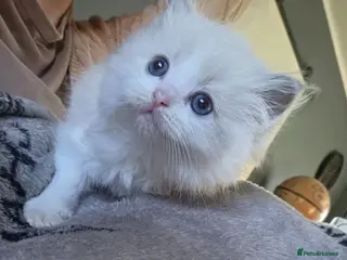 Ragdoll cats Ragdoll Kittens 😸 ♥️ - Advert 4