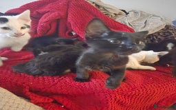 British Longhair cats for sale: 14 week old kittens  - Image 13