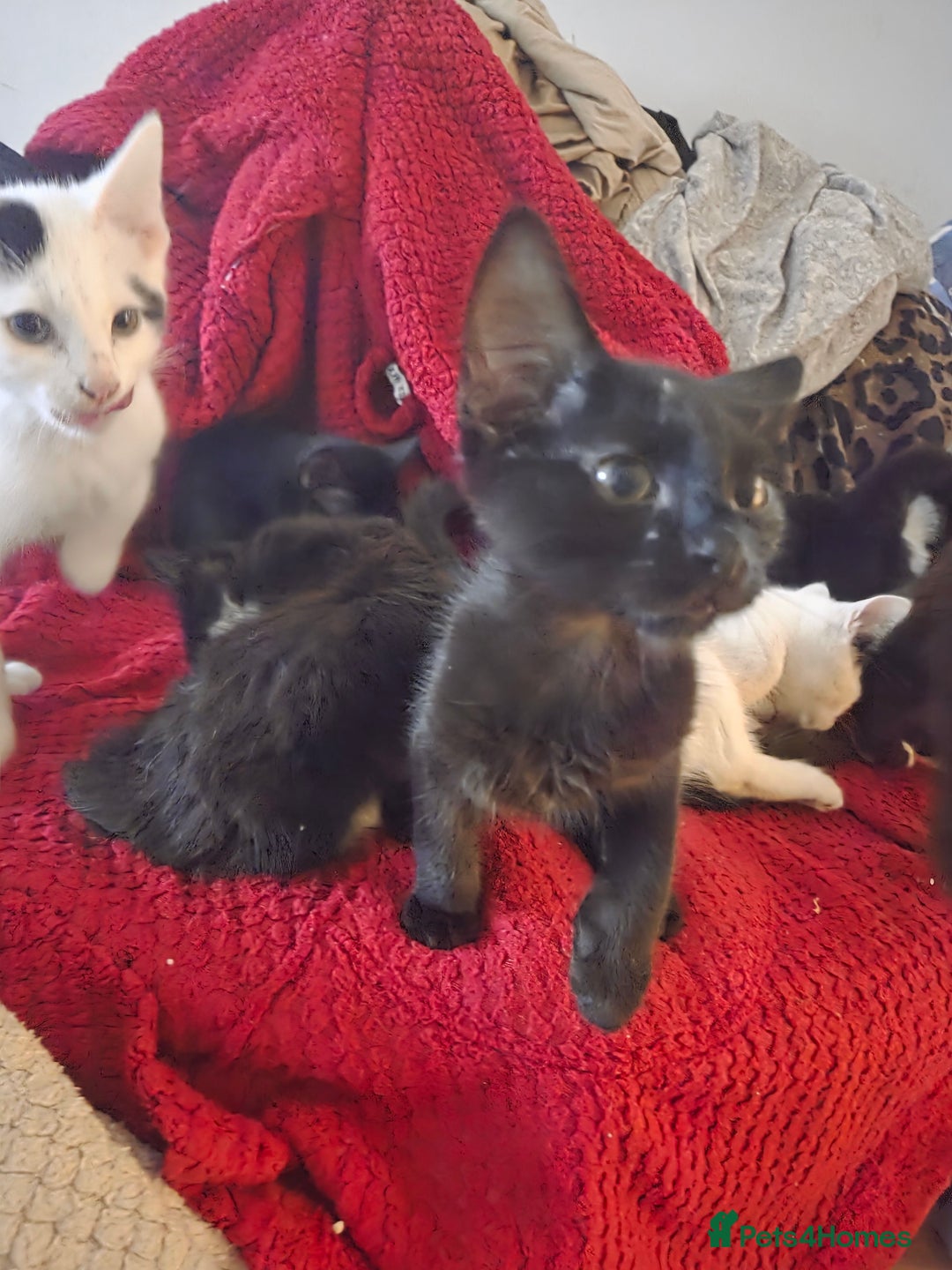 British Longhair cats for sale: 14 week old kittens  - Image 13