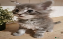 Maine Coon cats for sale: Full pedigree Maine Coon kittens for sale  - Advert 9