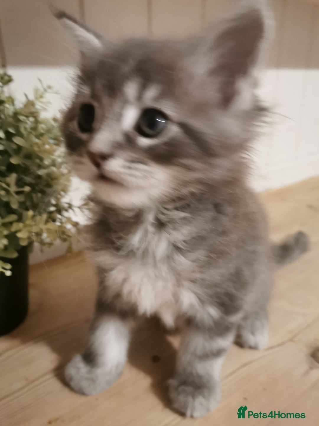 Maine Coon cats for sale: Full pedigree Maine Coon kittens for sale  - Advert 9