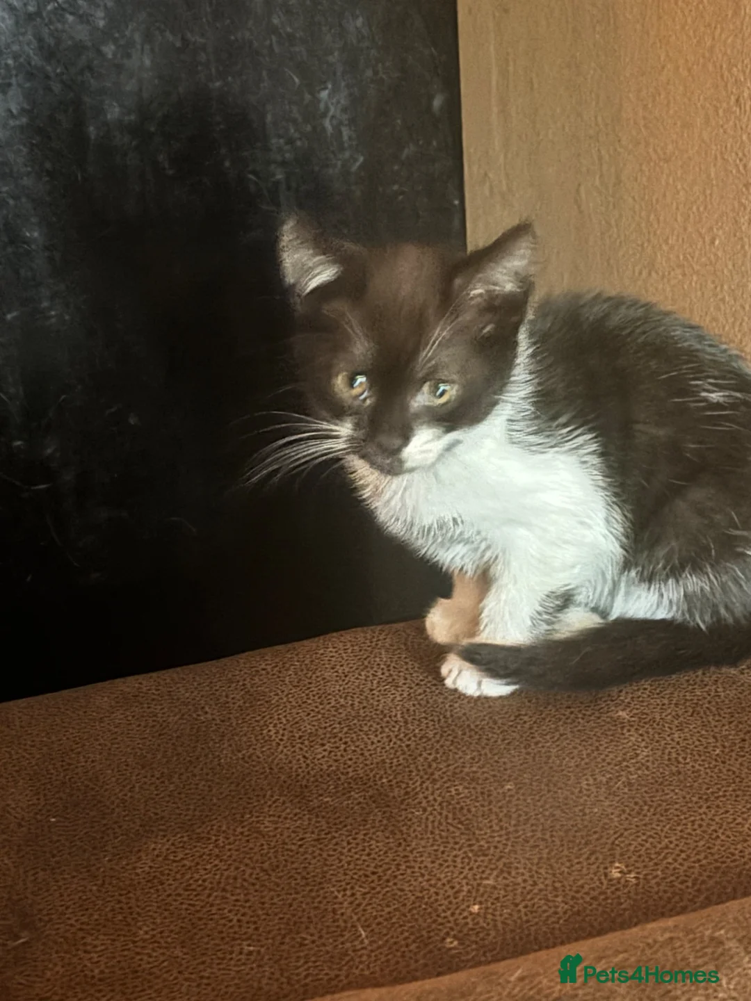 Mixed Breed cats for sale: Black/White Female kitten  - Advert 2