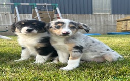 Border Collie dogs for sale: Blue Merle and Tri colour pups - Image 1