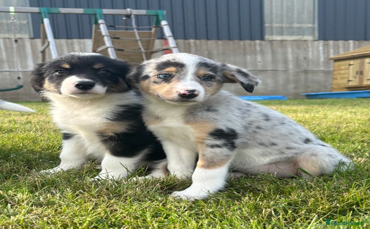 Border Collie dogs - Advert 1
