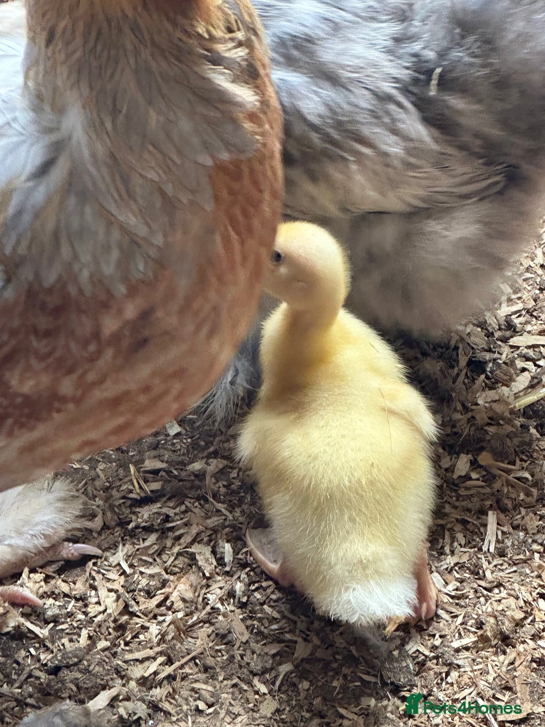 Ducks poultry for sale: 3 week old ducklings Muscovy cross off of heat  - Image 3