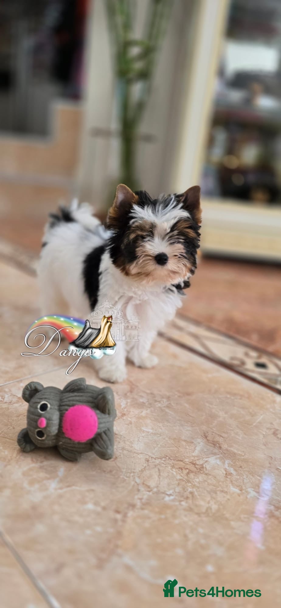 Biewer Terrier dogs Biewer Terrier - Advert 7