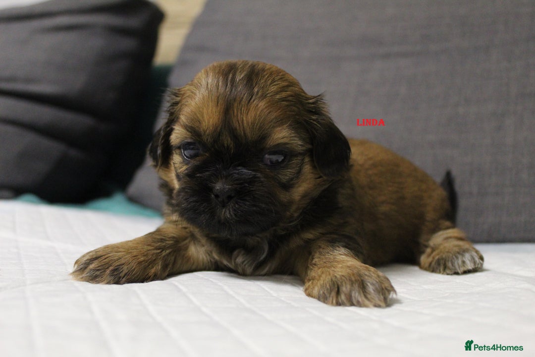 Shih Tzu dogs for sale: LOVELY SHIH TZU PUPPIES  - Image 24