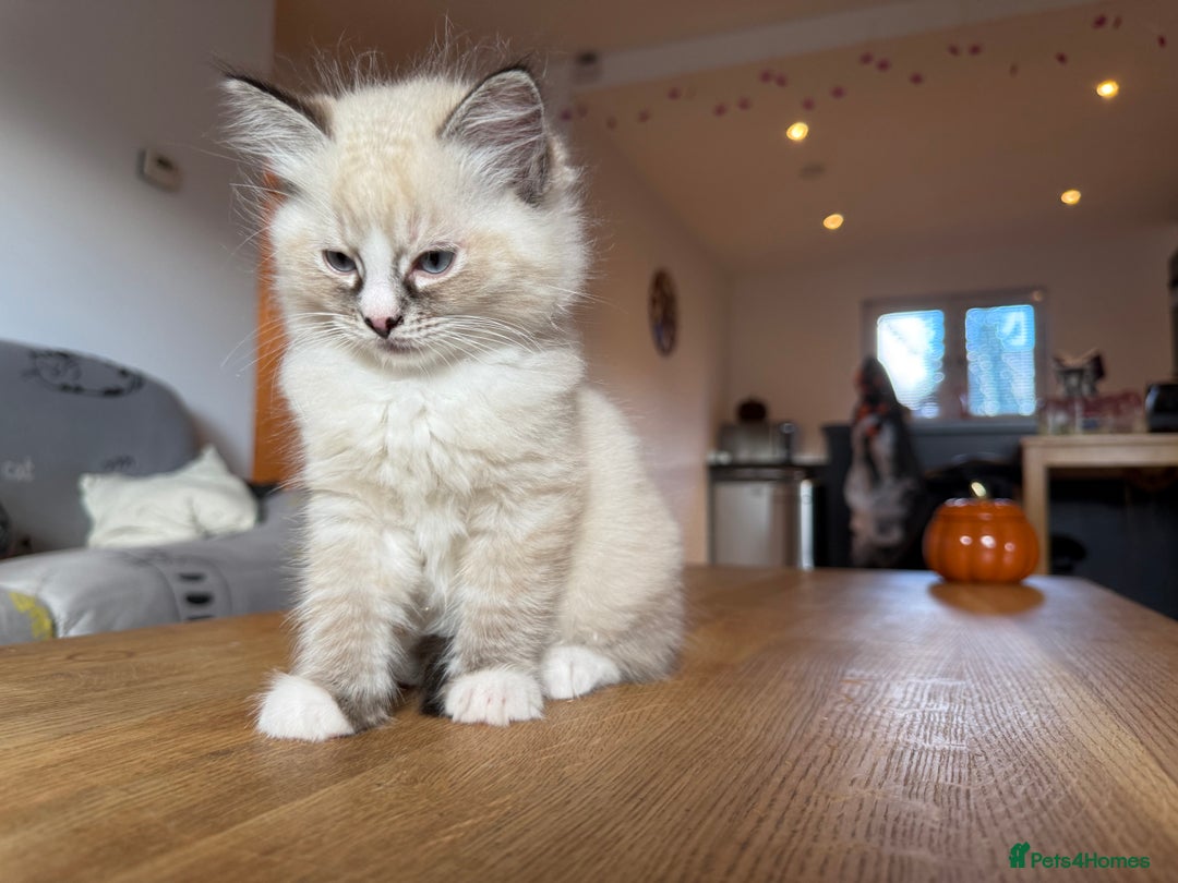 Ragdoll cats for sale: Ragdoll Kittens for Sale - Image 32