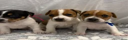 Jack Russell dogs for sale: Bred From Health Tested Parents Jack Russell Pups - Advert 4