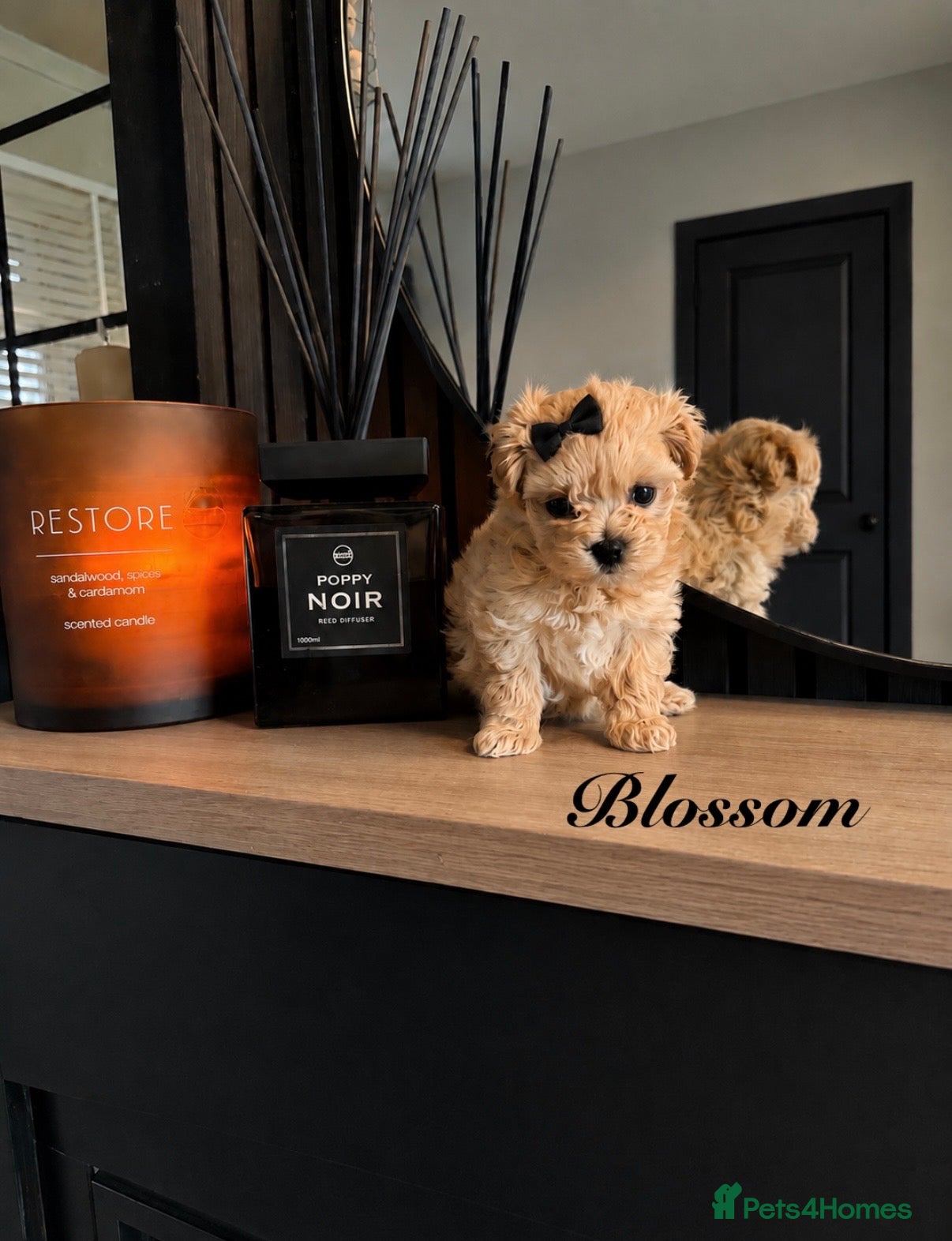 Maltipoo dogs exquisite Asian Maltipoo Puppies  - Advert 6