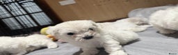 Maltese dogs for sale: Maltese puppies  - Advert 3