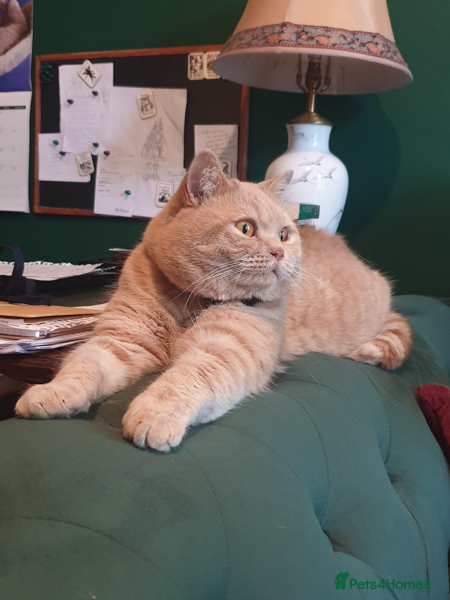 British Shorthair cats for sale: Adorable Cream British Shorthair Lad - Advert 9