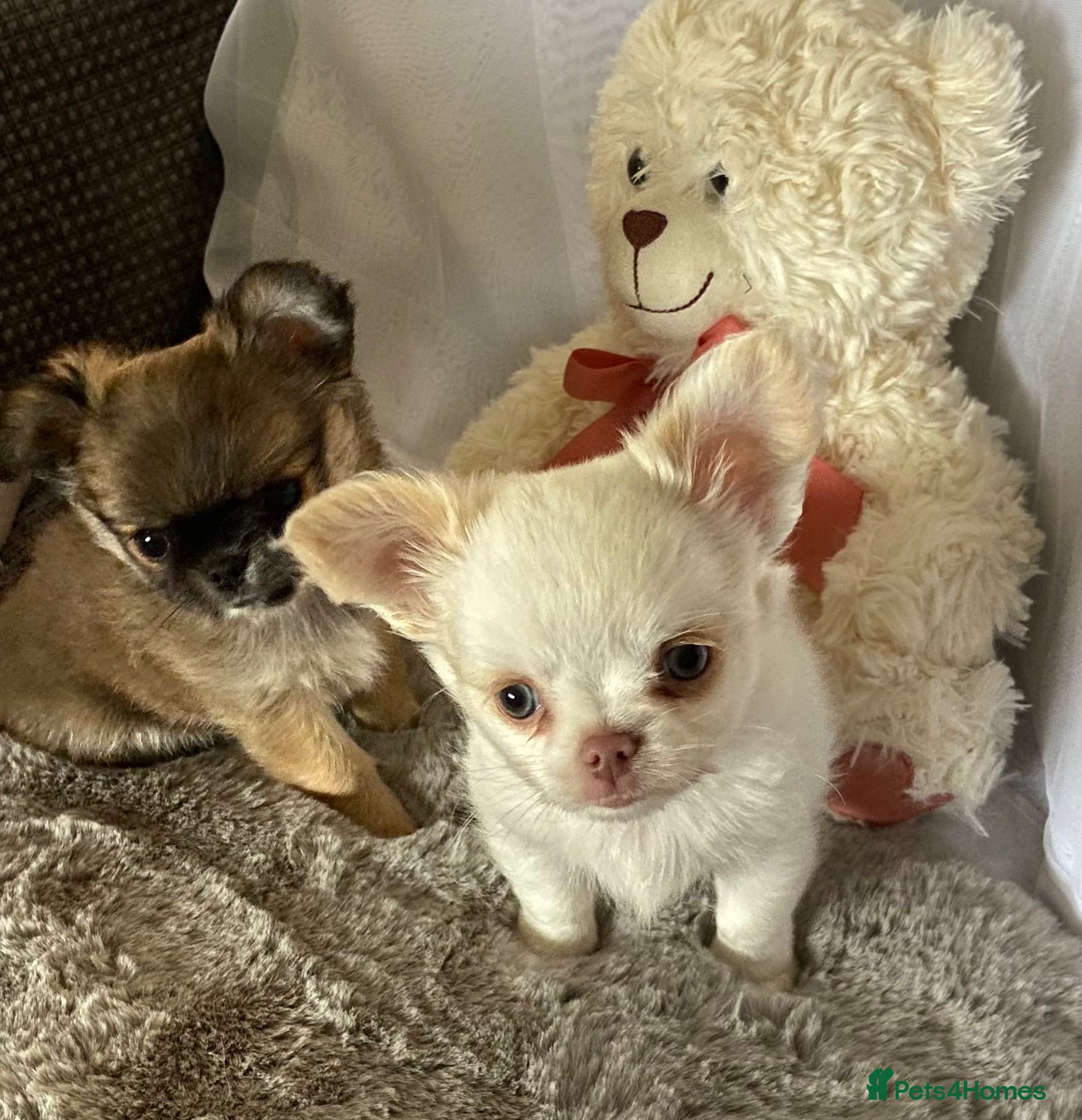 Chihuahua dogs Beautiful RKC registered boys  - Advert 4