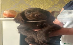 Cocker Spaniel dogs for sale: Stunning Health checked girl🩷ready to go now🐶 - Image 4