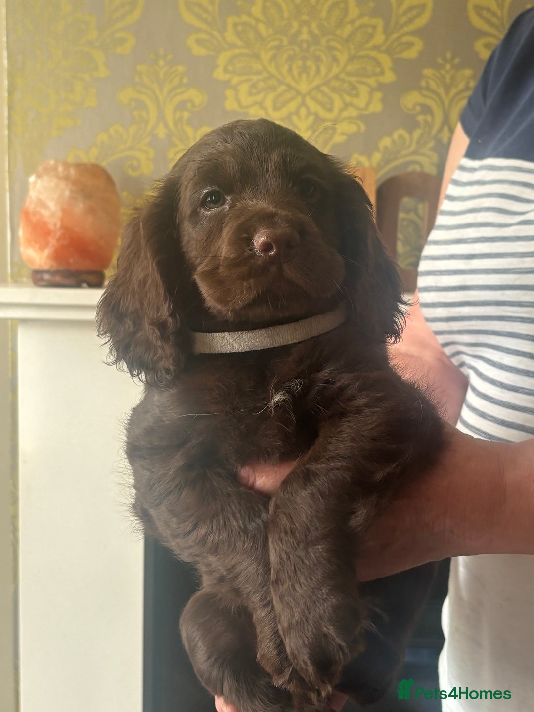 Cocker Spaniel dogs for sale: Stunning Health checked girl🩷ready to go now🐶 - Image 4