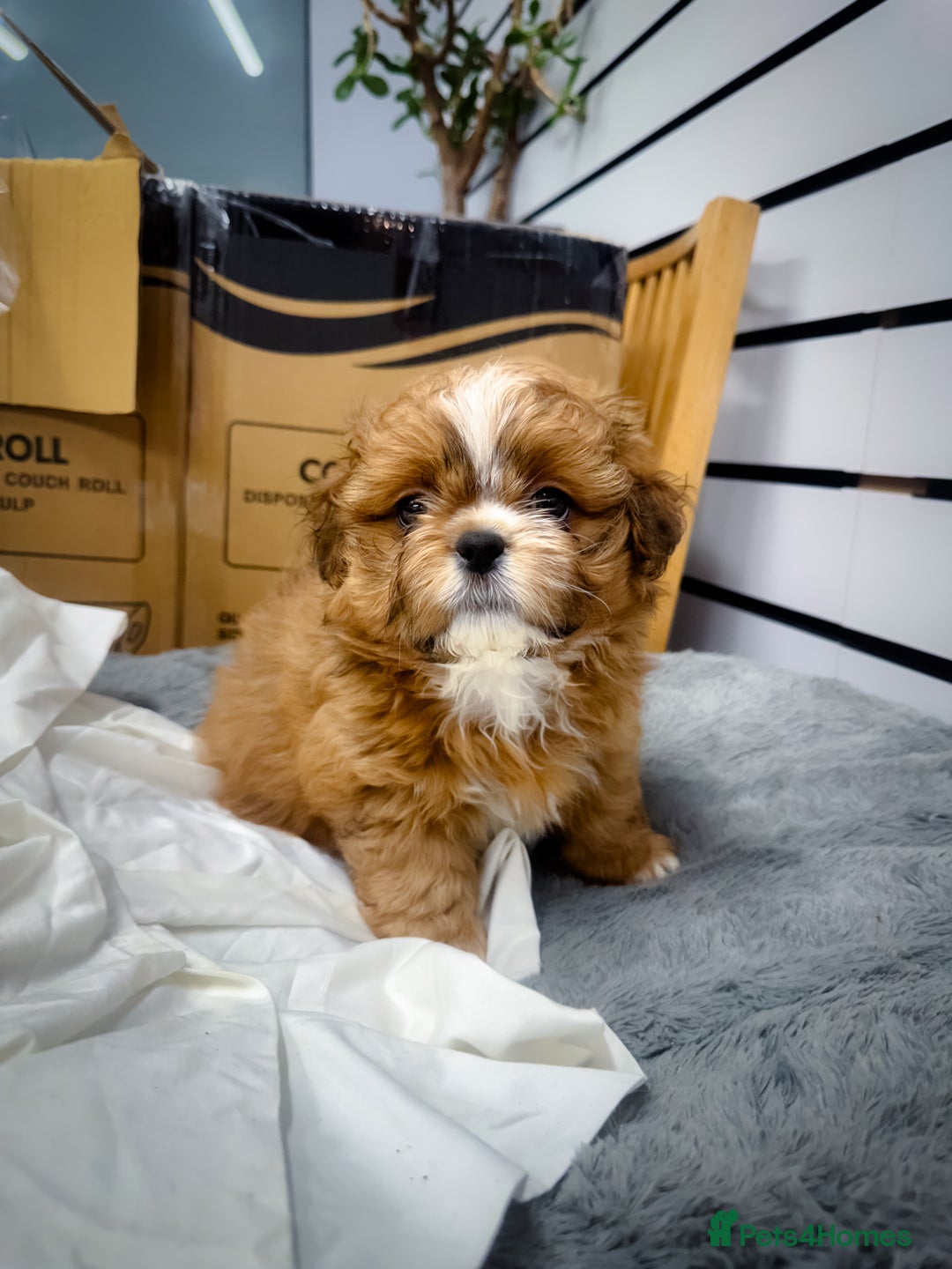 Mixed Breed dogs for sale: ✨ Gorgeous Mixed-Breed Puppies Looking for Homes - Advert 4