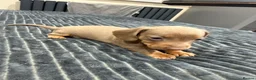 Miniature Dachshund dogs for sale: KC pure Miniature Dachshunds   - Advert 20