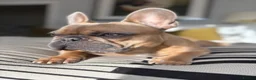 French Bulldog dogs for stud: KC Registered Blue Fawn French Bulldog Stud - Advert 10