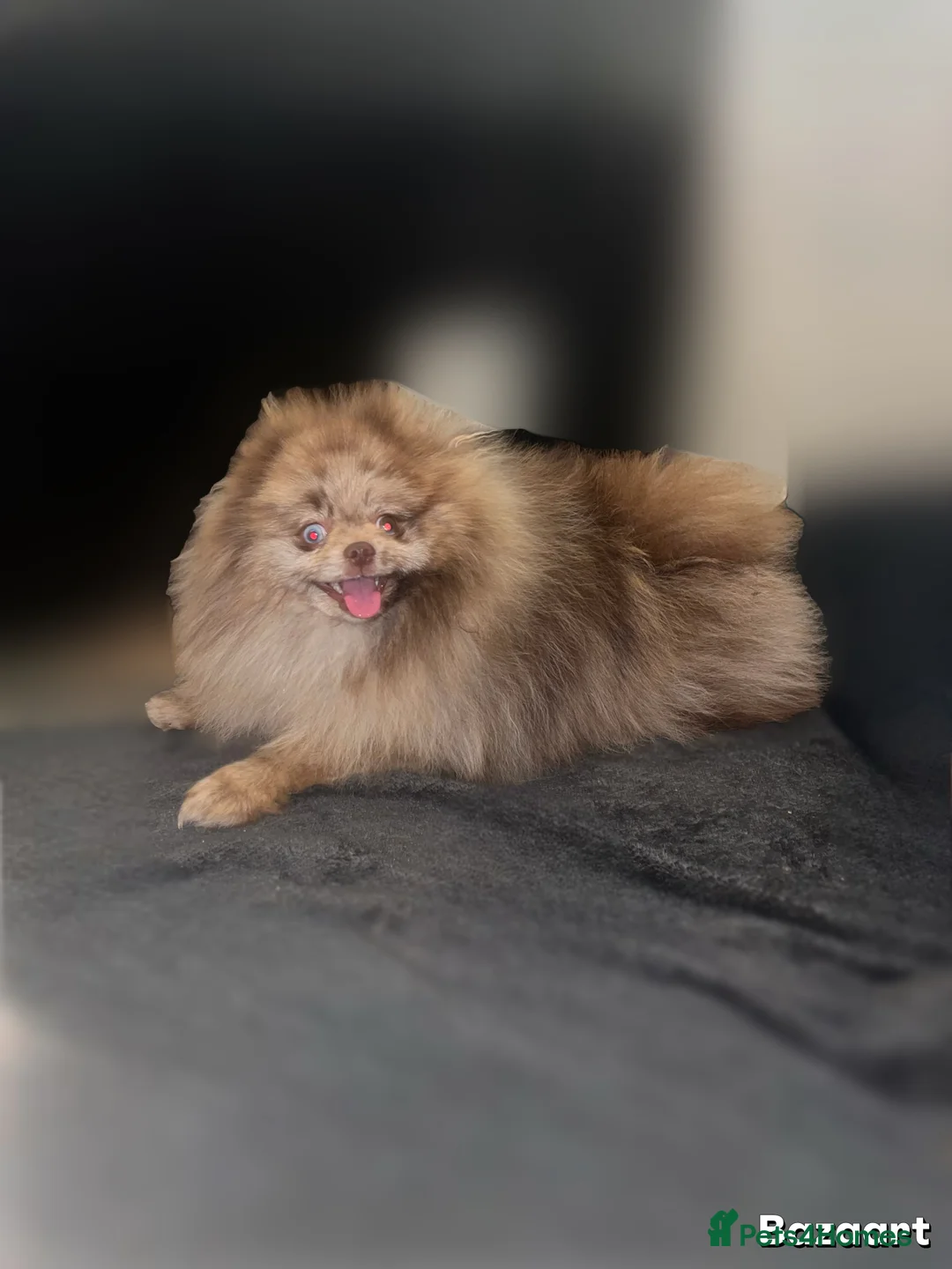 Pomeranian dogs for stud: Willy wonka chocolate merle 2 blue eyes  - Advert 2