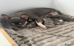 Mixed Breed dogs for sale: 5 beautiful frenchie x English bulldogs for sale  - Image 8