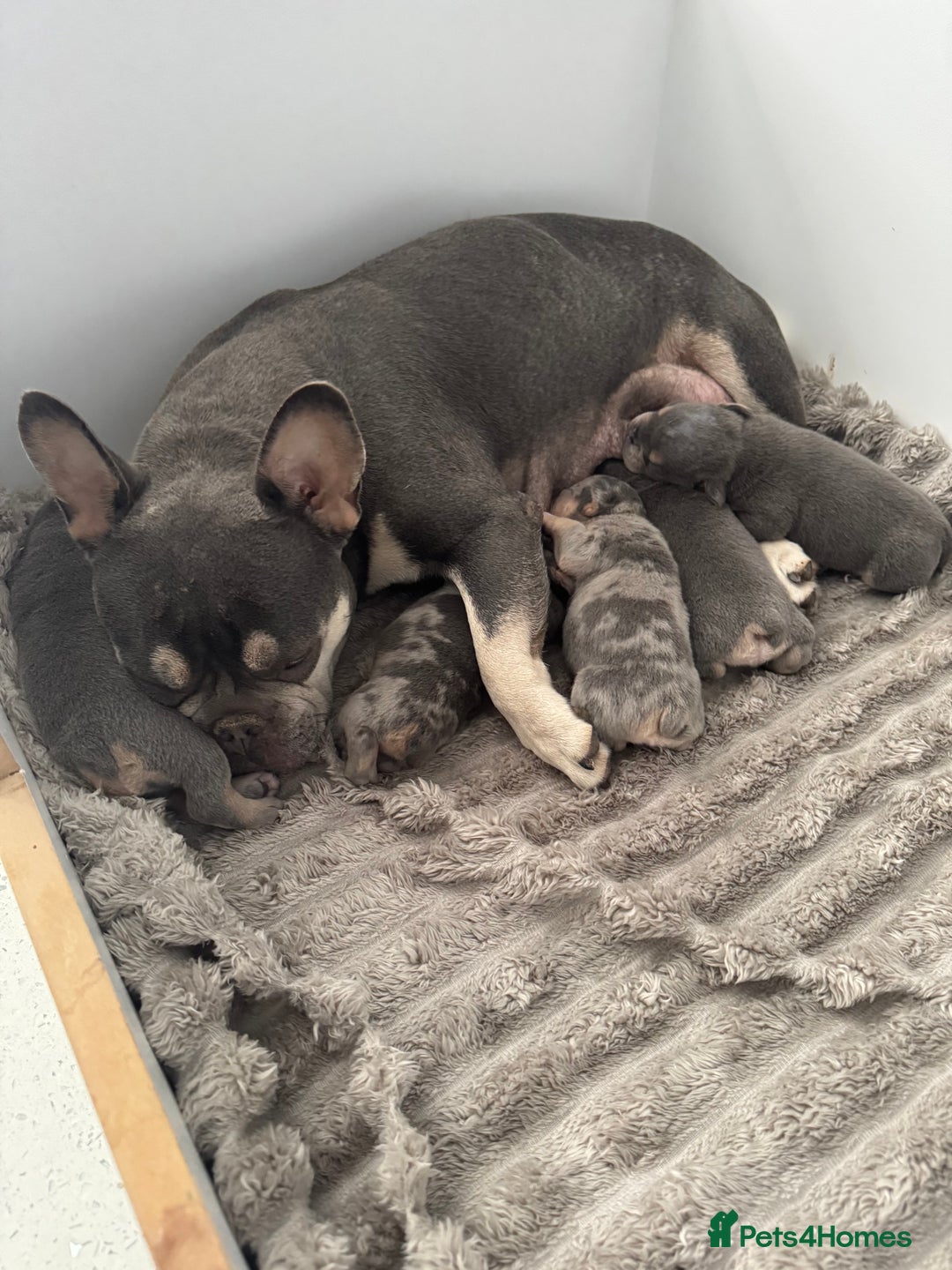 Mixed Breed dogs for sale: 5 beautiful frenchie x English bulldogs for sale  - Image 8
