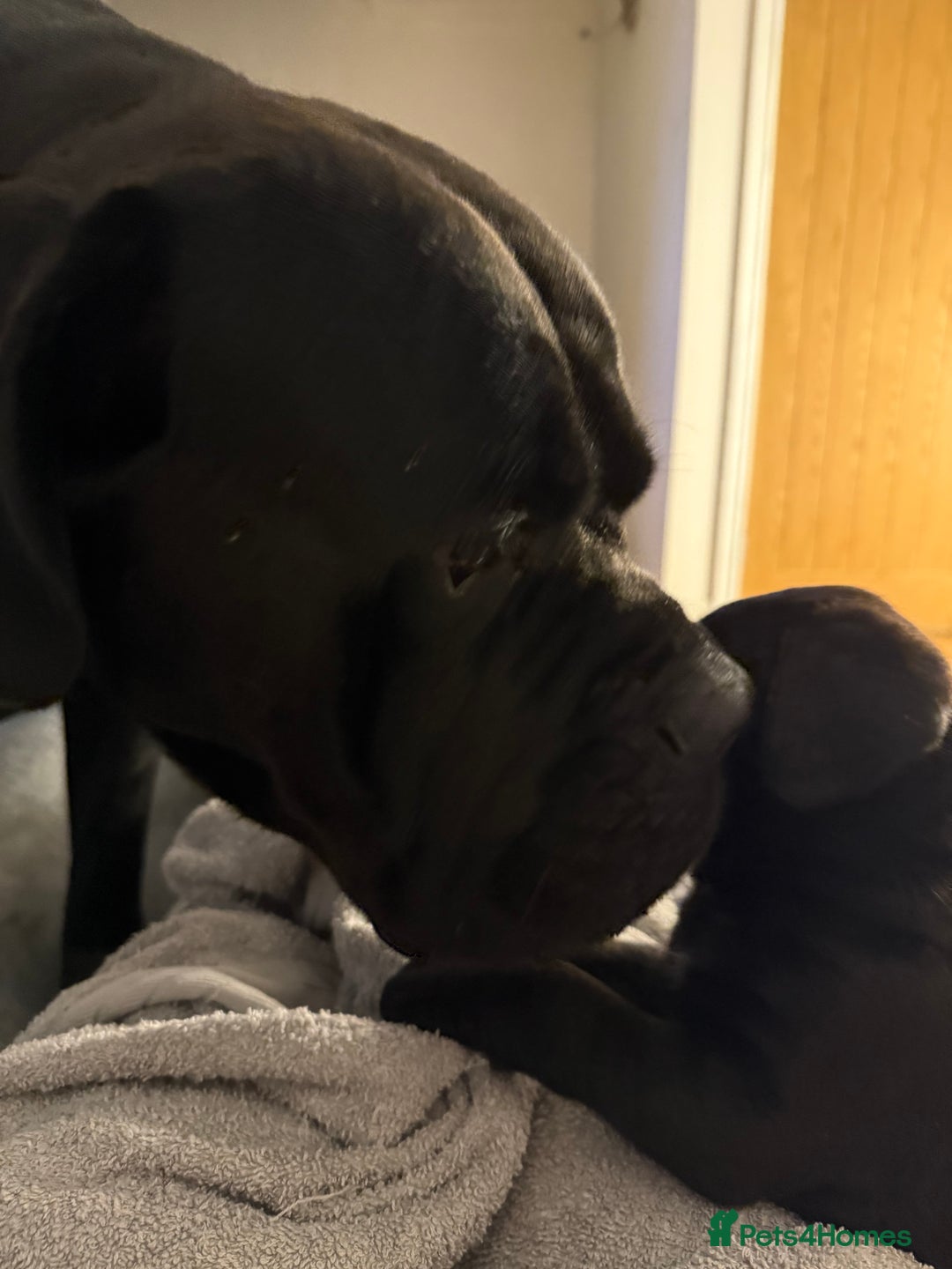 Cane Corso dogs for sale:  Stunning pure cane corso puppies - Advert 18