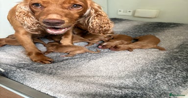 Cocker Spaniel dogs - Advert 15