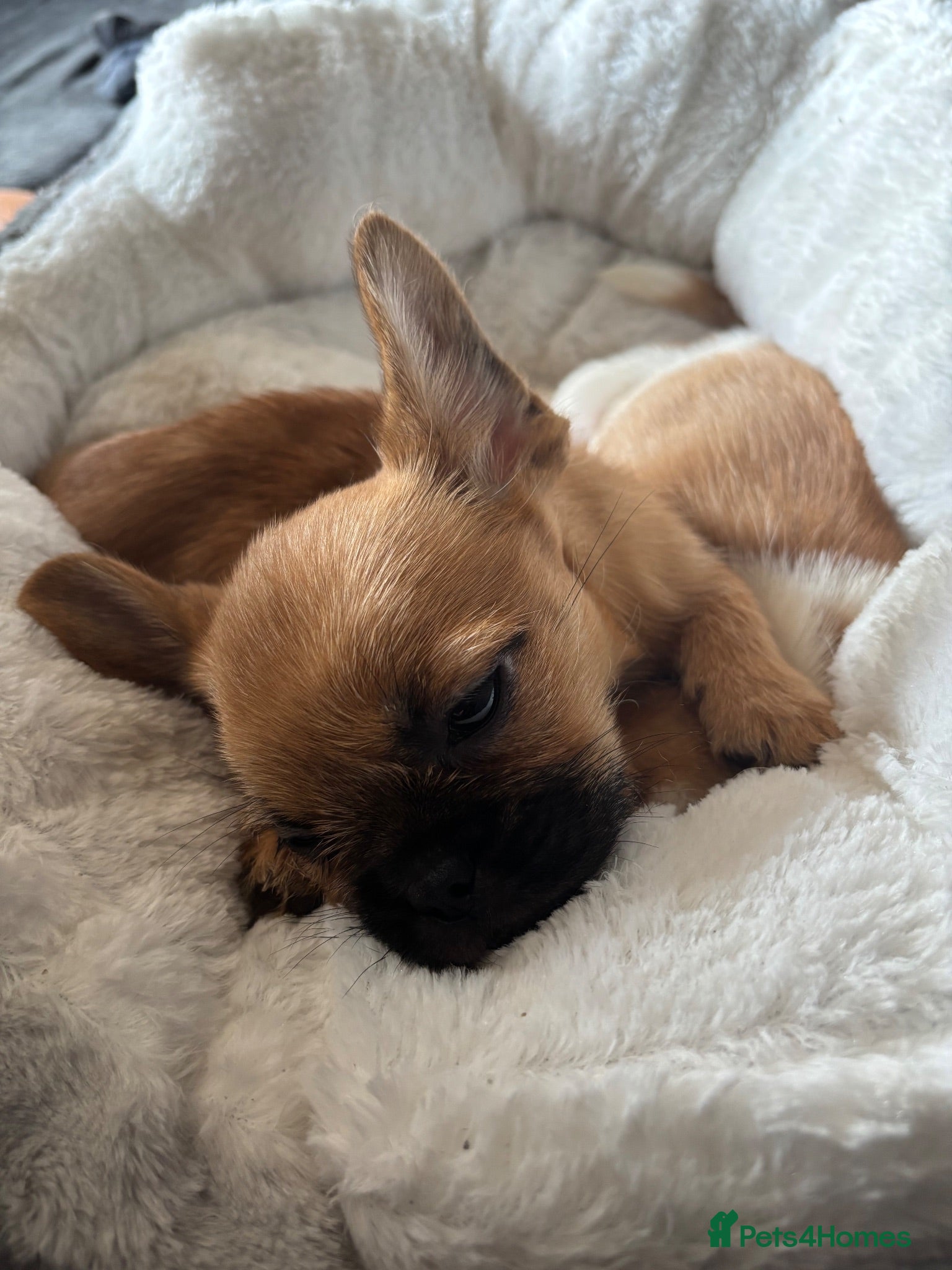 Mixed Breed dogs French bulldog x Shih Tzu puppies  - Advert 10