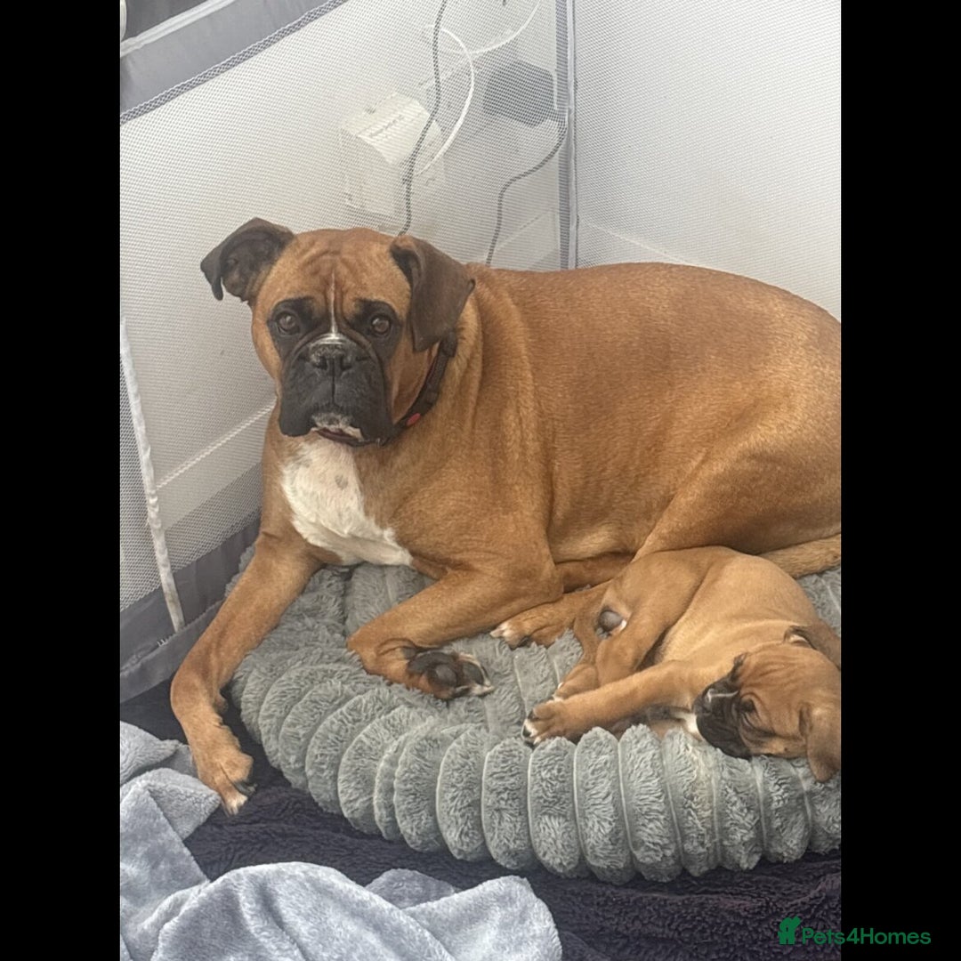 Boxer dogs for sale: 2 boys and 1 girl Boxer puppies Ready to go - Advert 4