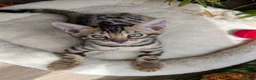 Bengal cats for sale: Bengal kittens in Essex TICA registered purebred  in Colchester - Advert 2