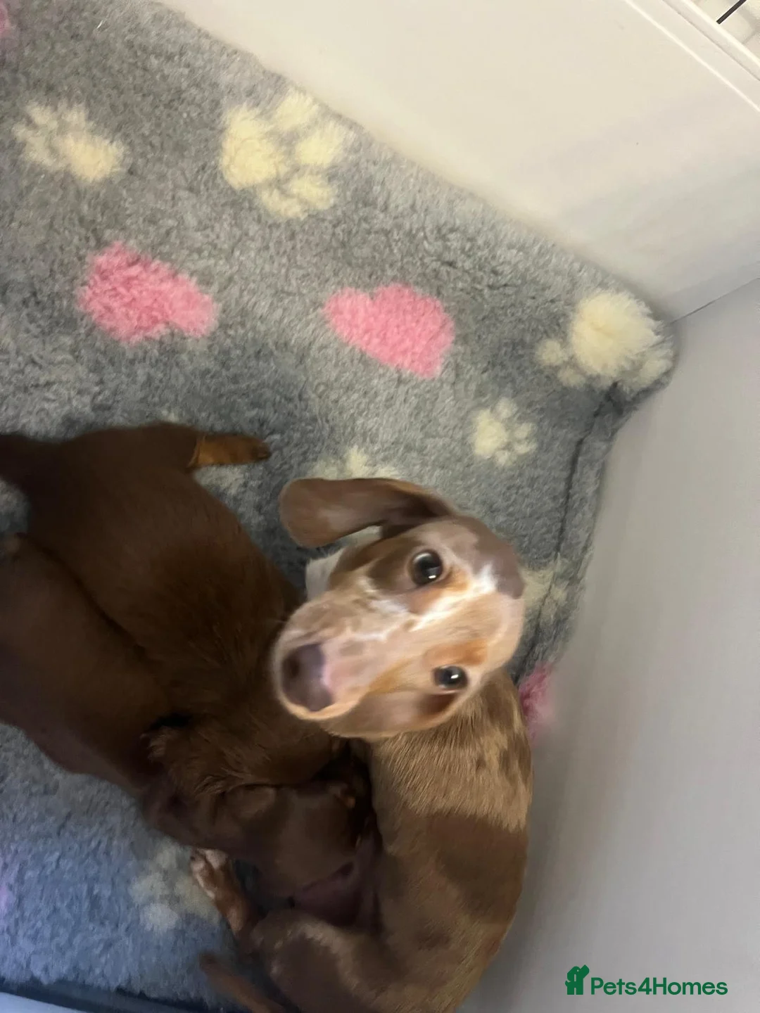 Miniature Dachshund dogs for sale: 🤩 2 stunning miniature dachshund 🤩 - Advert 7