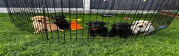 Labrador Retriever dogs for sale: Labradors in Wrexham - Advert 3