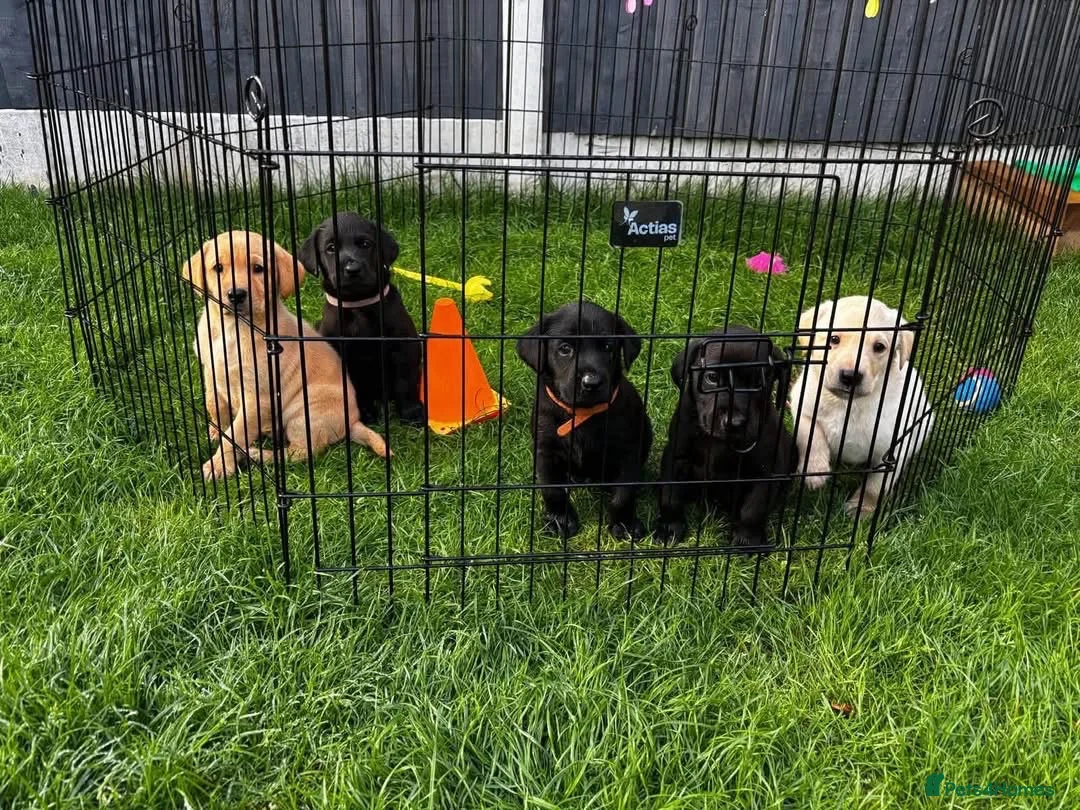 Labrador Retriever dogs for sale: Labradors in Wrexham - Advert 3
