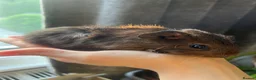 Guinea Pig rodents for sale: Baby Guinea Pigs for sale | ready to leave soon! - Advert 9