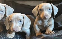 Dachshund dogs for sale: Beautiful Isabella pups exceptional quality  - Image 38