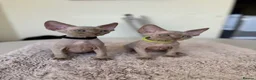 Devon Rex cats for sale: Price Reduced!TICARegisteredDevonRex lilac kittens - Advert 8