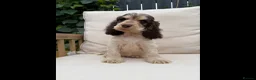 Cocker Spaniel dogs for sale: READY NOW KC SHOW COCKER SPANIELS  in Hull - Advert 3