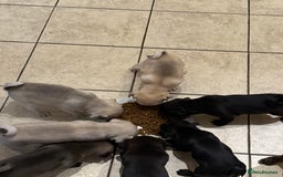 Pug dogs for sale: £500 pug puppies - Image 2
