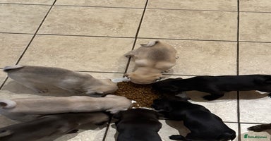 Pug dogs - Advert 13